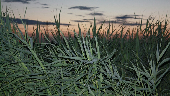 Reeds in the polder at dusk. Photo by Wapke Feenstra.
