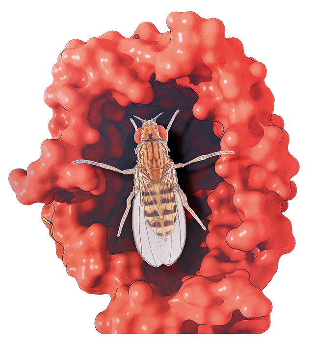 Katja Novitskova, Approximation (5dl5.0 chimera surface ligand, fruit fly), 2017. Digital print on aluminum and acrylic glass, cutout display. Photo: Gunter Lepkowski. Courtesy of the artist and ING Collection. 