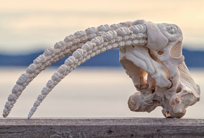 Kim Kleist-Eriksen,&nbsp;carved walrus skull, Photo: Noah Toksvig (2024).