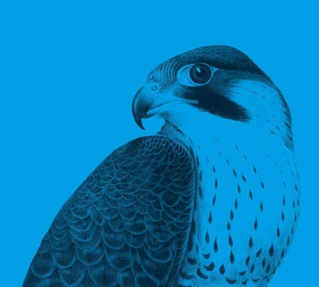 Pelegrine falcon, illustration (partly) from book Traité de fauconnerie, 1844, collection Falconry and Cigar-makers Museum Valkenswaard. Photo: Barbara Medo