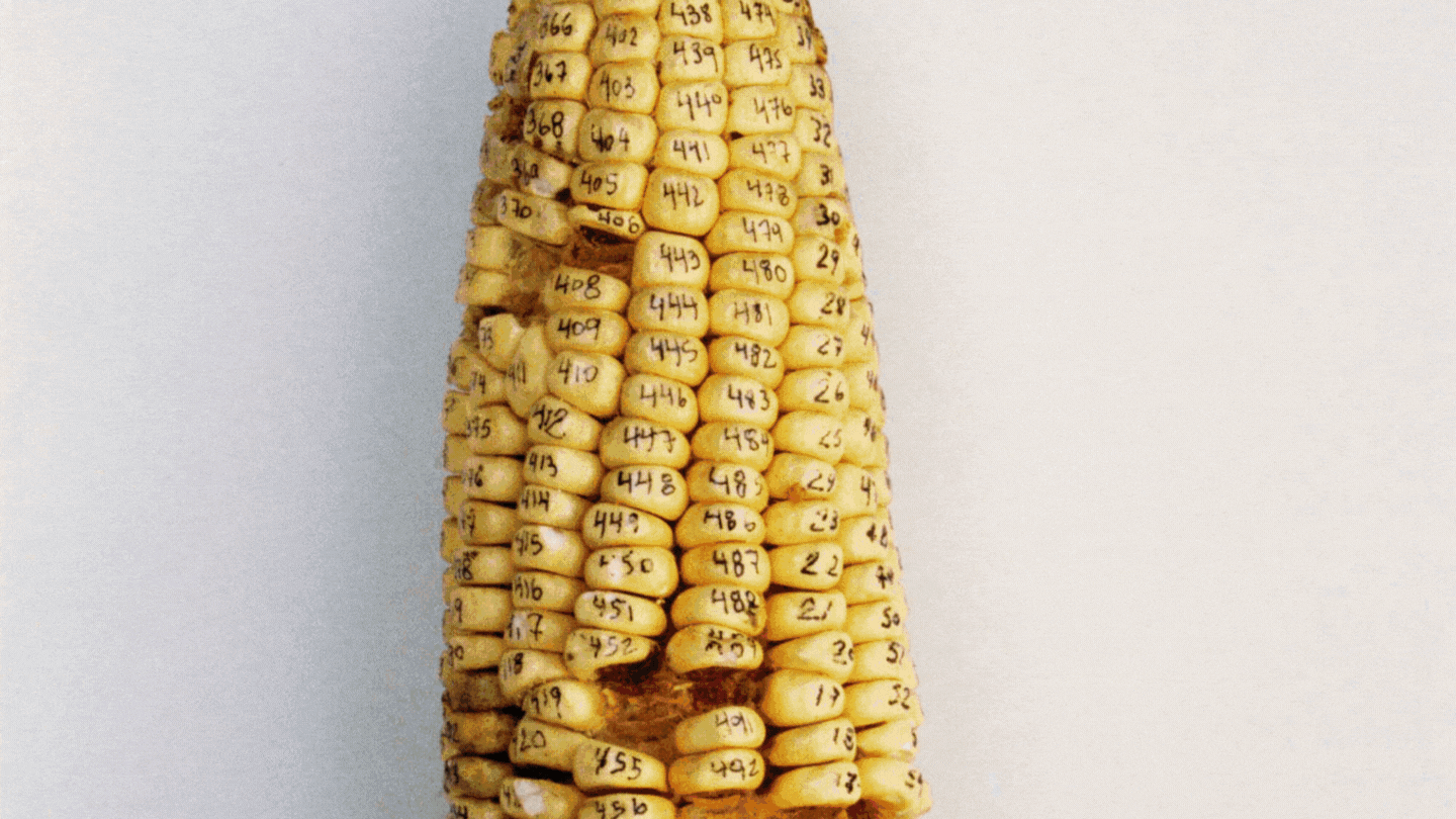 Installation view, Damián Ortega​: Corn & Industry, MARCO, Monterrey, Mexico, 2023.	