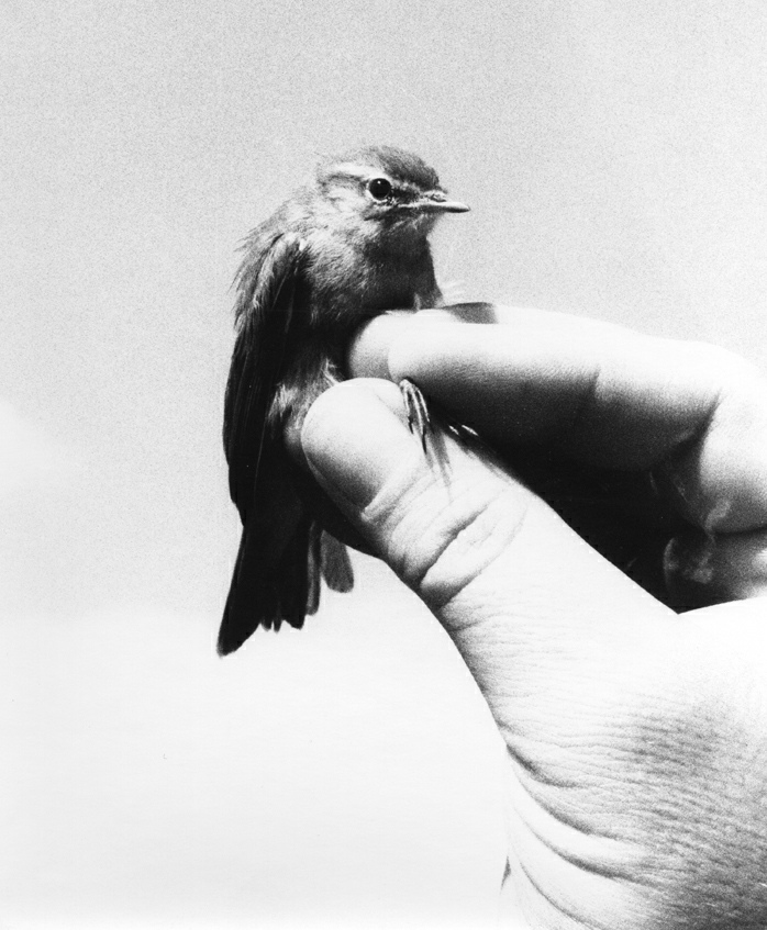 Jochen Lempert, Vogel in der Hand (Zilpzalp), 1998. Contemporary Collection, MGKSiegen. © VG Bild-Kunst, 2025. Design: tim+tim, Berlin